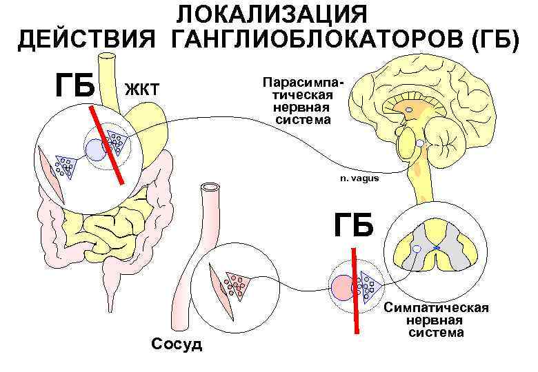 Рассмотрите рисунок холинергического синапса что обозначено цифрами