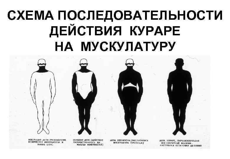 СХЕМА ПОСЛЕДОВАТЕЛЬНОСТИ ДЕЙСТВИЯ КУРАРЕ  НА МУСКУЛАТУРУ 