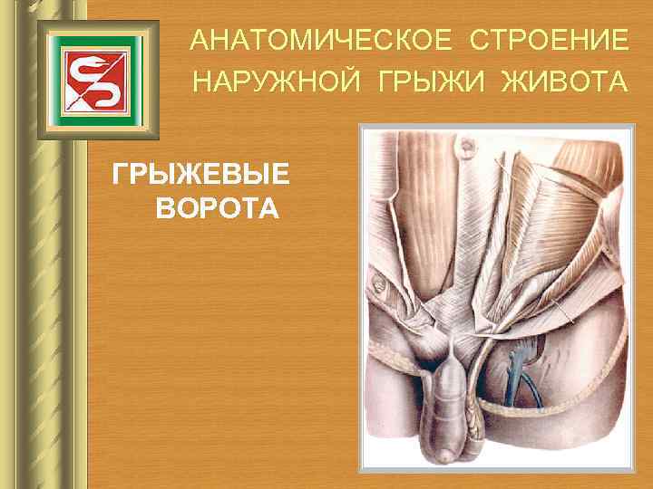   АНАТОМИЧЕСКОЕ СТРОЕНИЕ  НАРУЖНОЙ ГРЫЖИ ЖИВОТА  ГРЫЖЕВЫЕ  ВОРОТА 