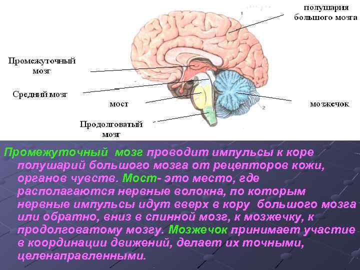 Промежуточный мозг проводит импульсы к коре  полушарий большого мозга от рецепторов кожи, 