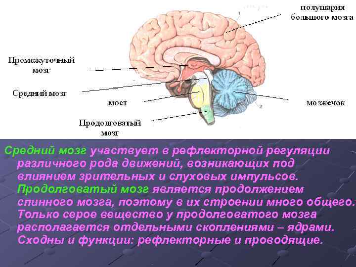 Средний мозг участвует в рефлекторной регуляции  различного рода движений, возникающих под  влиянием