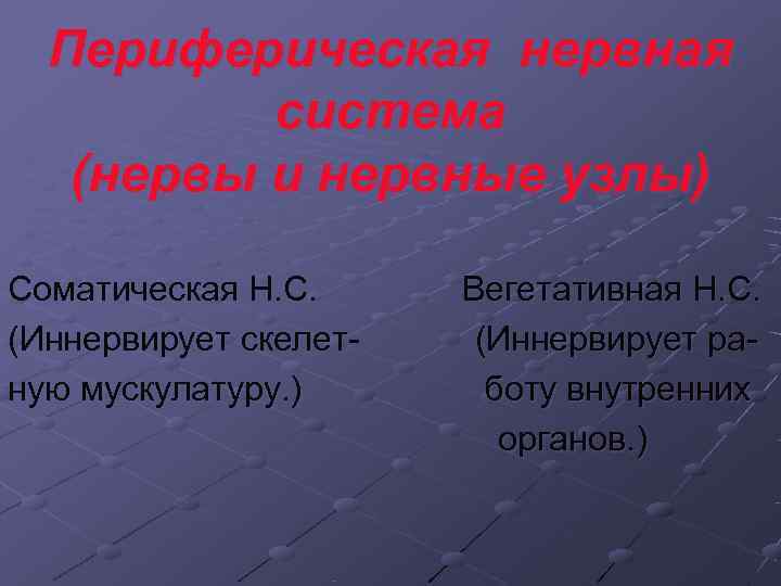  Периферическая нервная  система (нервы и нервные узлы) Соматическая Н. С. 