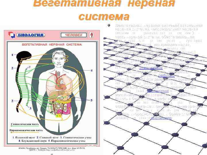 Вегетативная нервная  система  Вегетативная нервная система( автономная   нервная система), непроизвольная