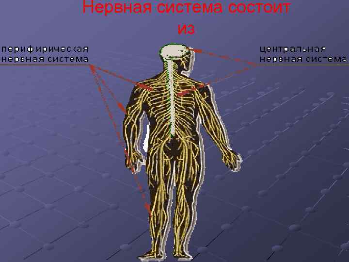 Нервная система состоит  из 