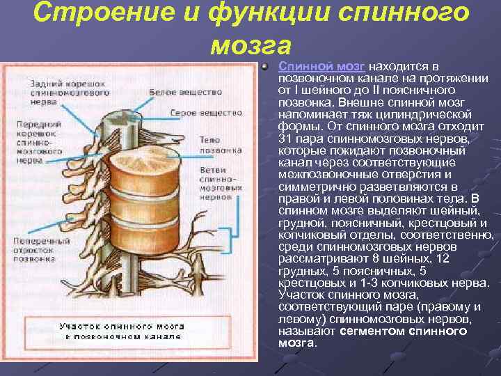 Строение и функции спинного  мозга    Спинной мозг находится в 