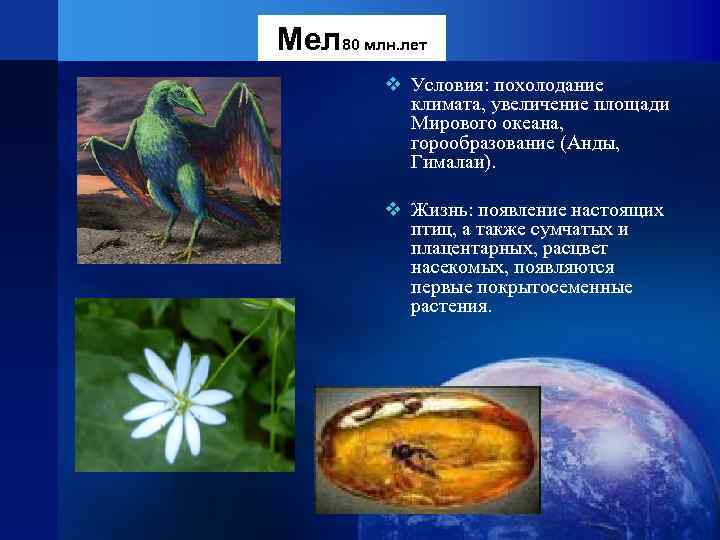 Мел 80 млн. лет   v Условия: похолодание   климата, увеличение площади