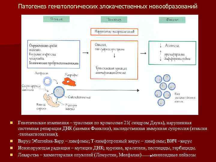   Патогенез гематологических злокачественных новообразований n  Генетические изменения – трисомия по хромосоме