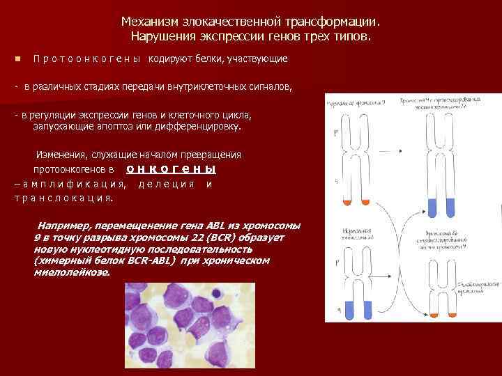      Механизм злокачественной трансформации.     Нарушения экспрессии