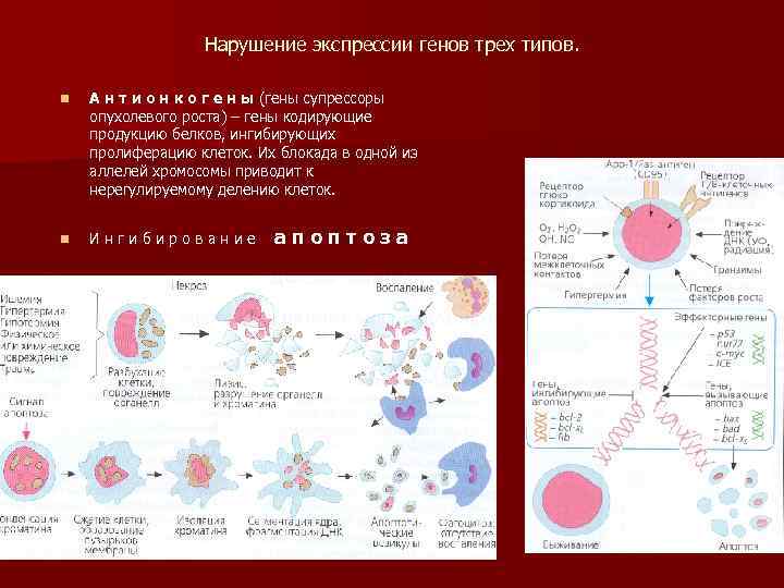 Влияет на экспрессию генов. Нарушение экспрессии генов. Нарушение экспрессии Гена. Эпигенетические нарушения в экспрессии генов. Экспрессия генов.