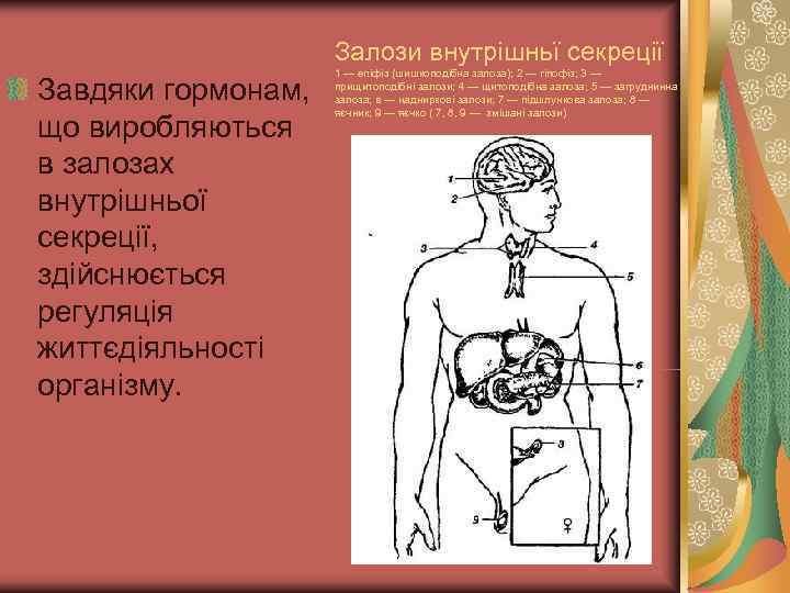      Залози внутрішньї секреції     1 —