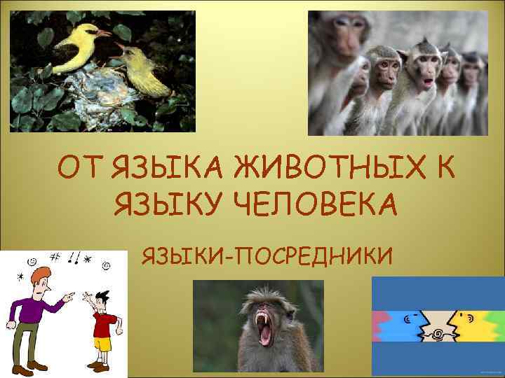 ОТ ЯЗЫКА ЖИВОТНЫХ К  ЯЗЫКУ ЧЕЛОВЕКА ЯЗЫКИ-ПОСРЕДНИКИ 