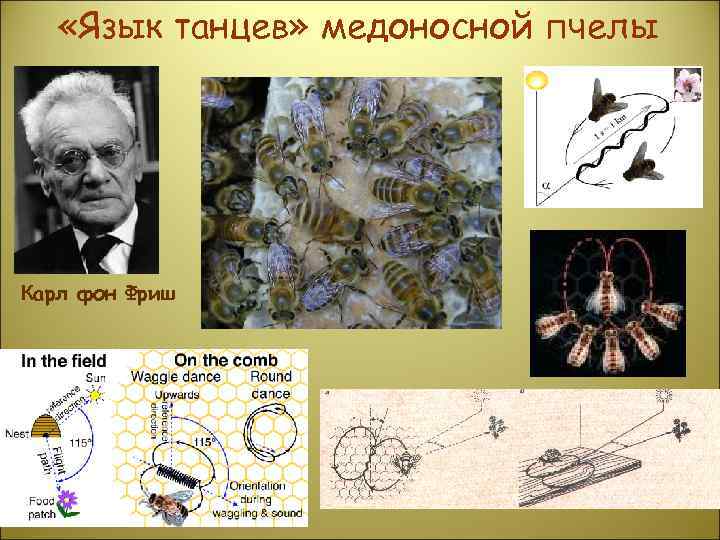   «Язык танцев» медоносной пчелы Карл фон Фриш 