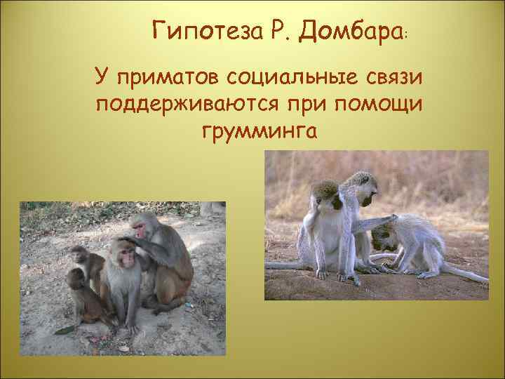   Гипотеза Р. Домбара: У приматов социальные связи поддерживаются при помощи  
