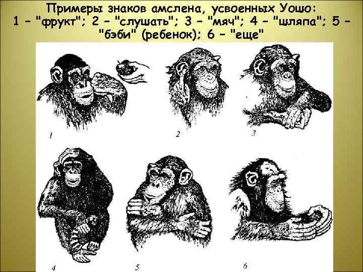  Примеры знаков амслена, усвоенных Уошо: 1 – 