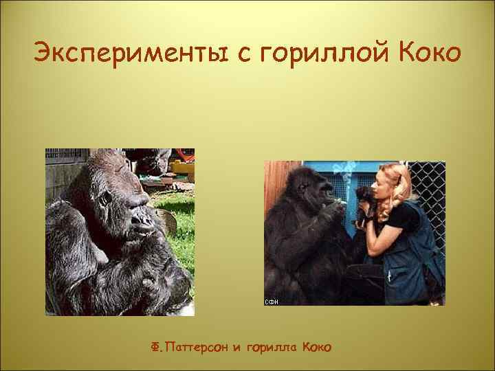 Эксперименты с гориллой Коко  Ф. Паттерсон и горилла Коко 