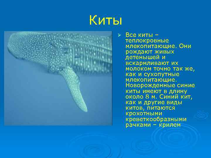 Киты  Ø  Все киты –  теплокровные  млекопитающие. Они  рождают
