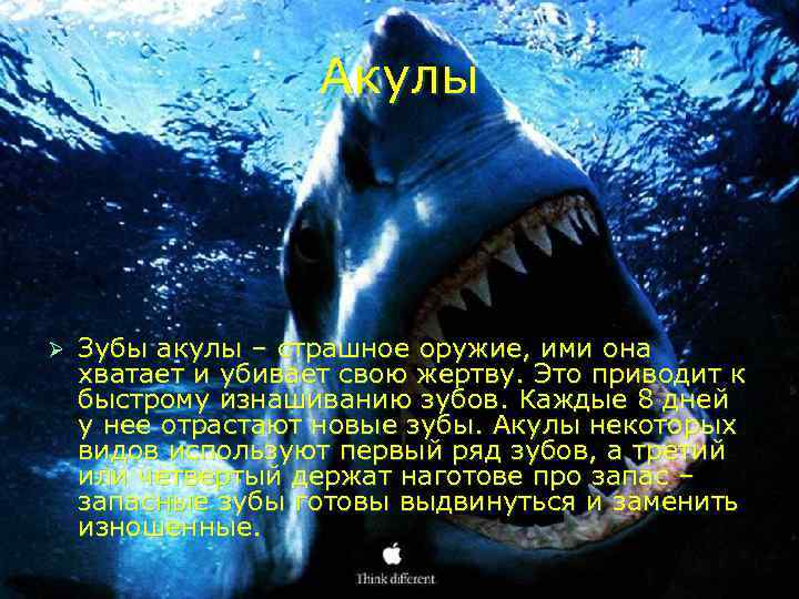     Акулы Ø  Зубы акулы – страшное оружие, ими она