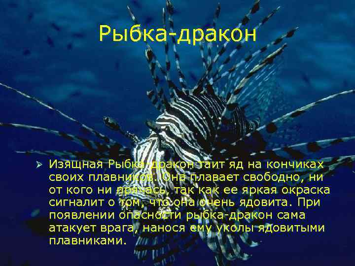   Рыбка-дракон Ø  Изящная Рыбка-дракон таит яд на кончиках своих плавников. Она