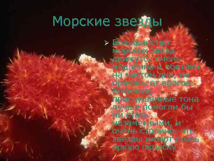 Морские звезды  Ø  Большинство  морских звезд  движутся очень  медленно