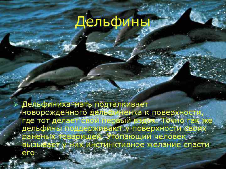     Дельфины Ø  Дельфиниха-мать подталкивает новорожденного дельфиненка к поверхности, где