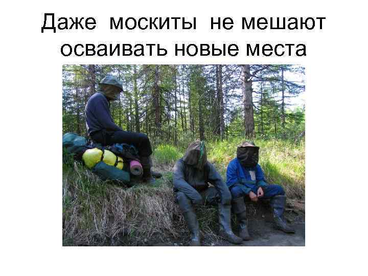 Даже москиты не мешают осваивать новые места Даже москиты не мешают осваивать новые места