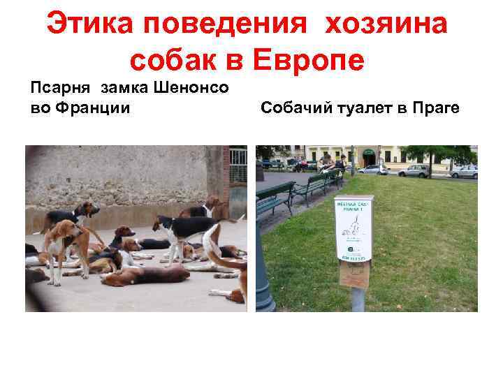 Этика поведения хозяина собак в Европе Псарня замка Шенонсо во Франции Этика поведения хозяина собак в Европе Псарня замка Шенонсо во Франции