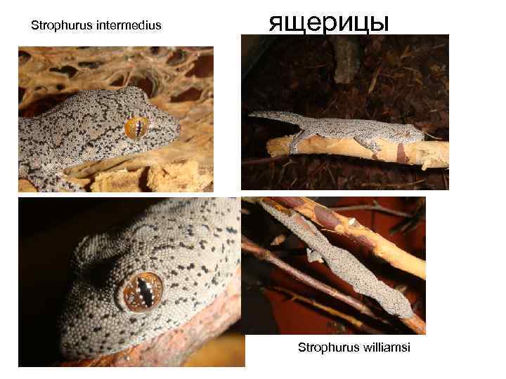 Strophurus intermedius ящерицы • Strophurus williamsi 