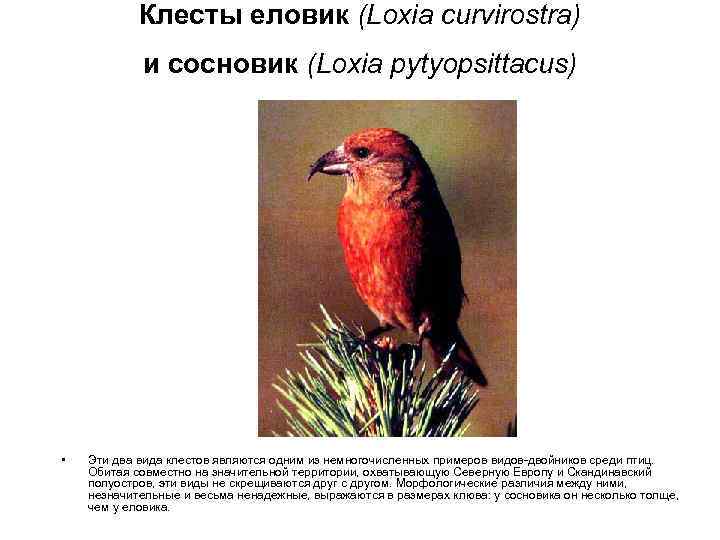 Клесты еловик (Loxia curvirostra) и сосновик (Loxia pytyopsittacus) • Эти два вида клестов являются