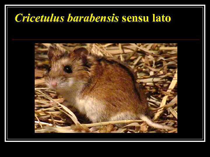 Cricetulus barabensis sensu lato 