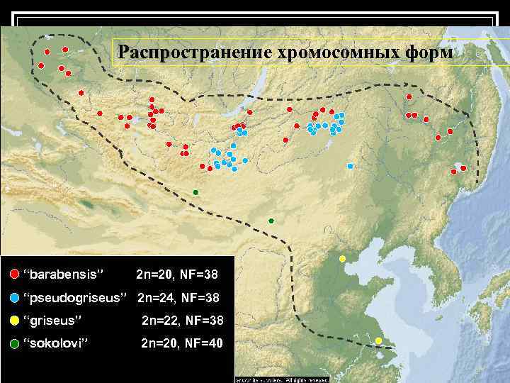 Распространение хромосомных форм Распр “barabensis” 2 n=20, NF=38 “pseudogriseus” 2 n=24, NF=38 “griseus” 2