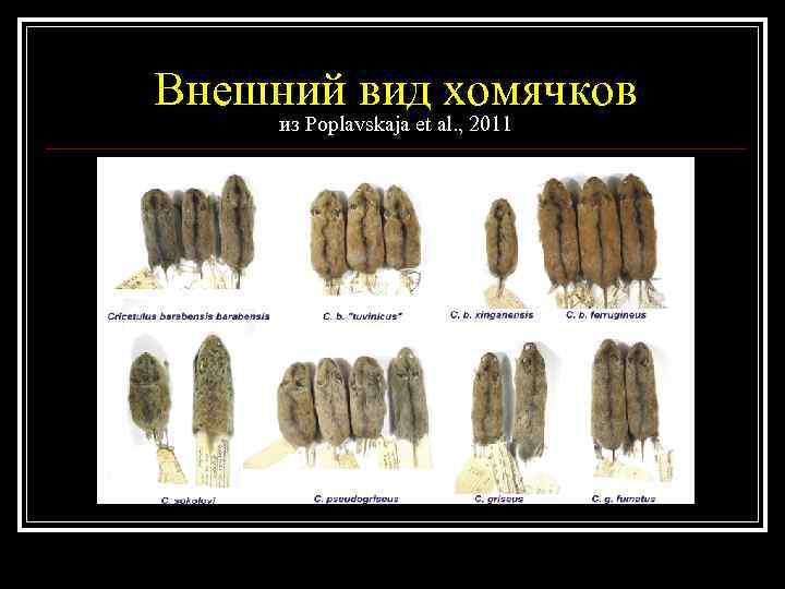 Внешний вид хомячков из Poplavskaja et al. , 2011 