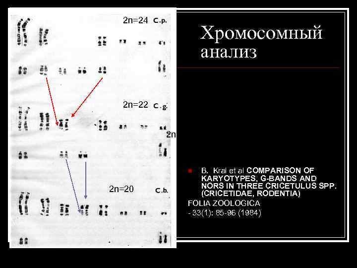 2 n=24 Хромосомный анализ 2 n=22 2 n=20 B. Kral et al COMPARISON OF