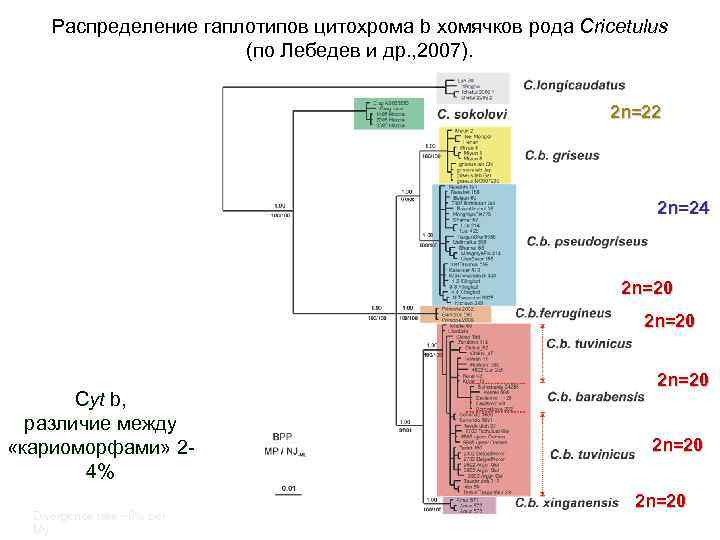 Распределение гаплотипов цитохрома b хомячков рода Cricetulus (по Лебедев и др. , 2007). 2