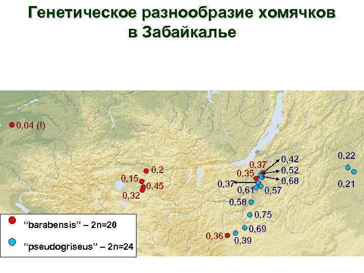 Генетическое разнообразие хомячков в Забайкалье 0, 04 (!) 0, 15 0, 32 “barabensis” –