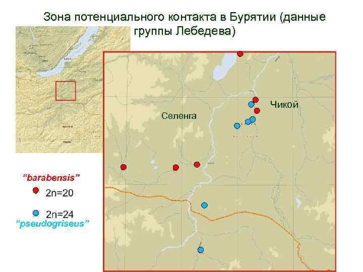 Зона потенциального контакта в Бурятии (данные группы Лебедева) r. Selenga Селенга “barabensis” “pseudogriseus” r.