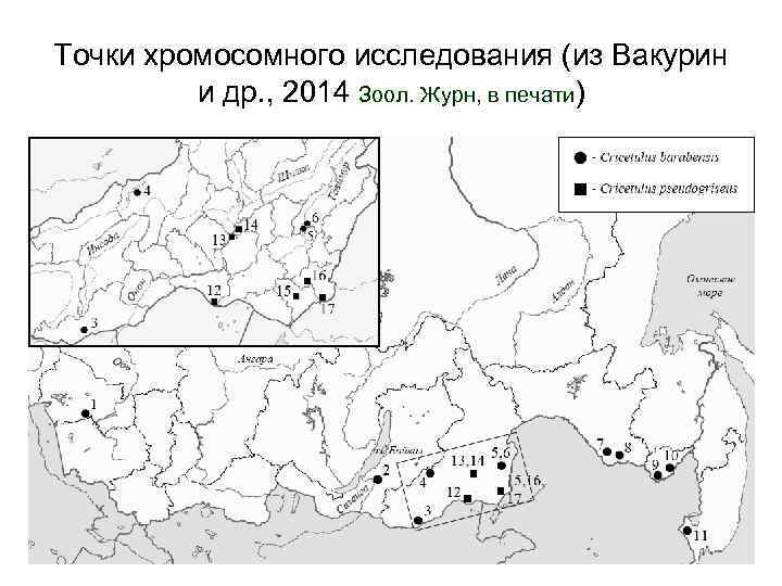 Точки хромосомного исследования (из Вакурин и др. , 2014 Зоол. Журн, в печати) 