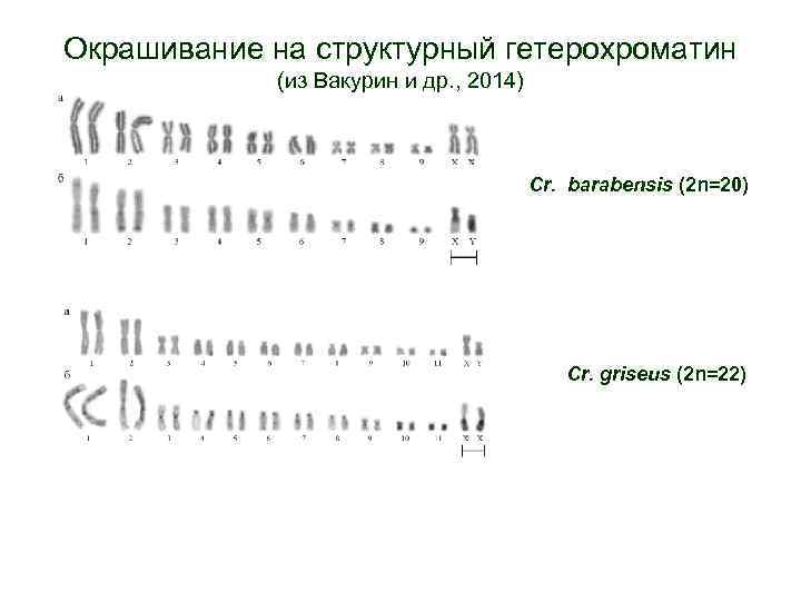 Окрашивание на структурный гетерохроматин (из Вакурин и др. , 2014) Cr. barabensis (2 n=20)
