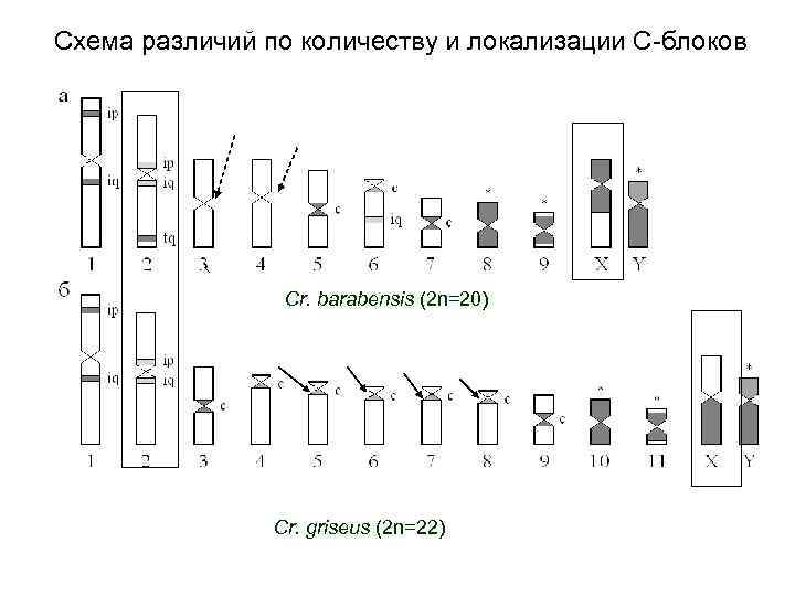 Схема различий по количеству и локализации С-блоков Cr. barabensis (2 n=20) Cr. griseus (2