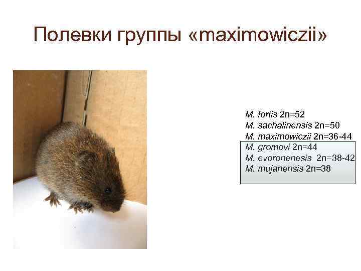 Полевки группы «maximowiczii» M. fortis 2 n=52 M. sachalinensis 2 n=50 M. maximowiczii 2