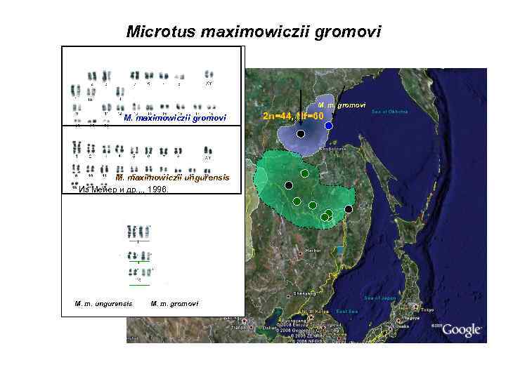 Microtus maximowiczii gromovi M. m. ungurensis M. maximowiczii ungurensis Из Мейер и др. ,