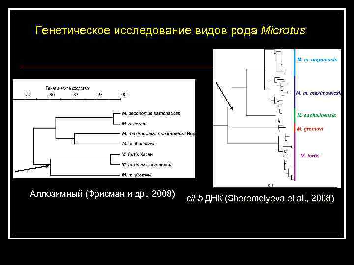 Генетическое исследование видов рода Microtus Аллозимный (Фрисман и др. , 2008) cit b ДНК
