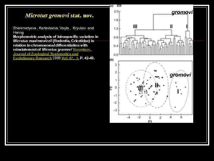 Microtus gromovi stat. nov. gromovi Sheremetyeva , Kartavtseva, Voyta , Kryukov and Haring Morphometric