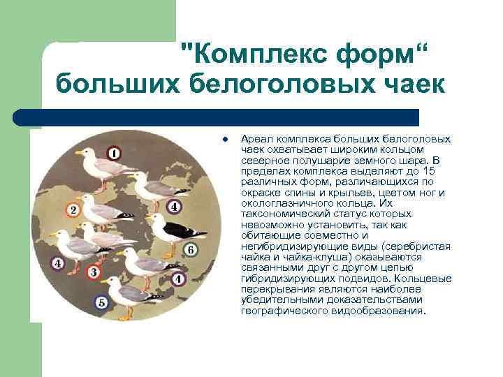"Комплекс форм“ больших белоголовых чаек l Ареал комплекса больших белоголовых чаек охватывает широким кольцом