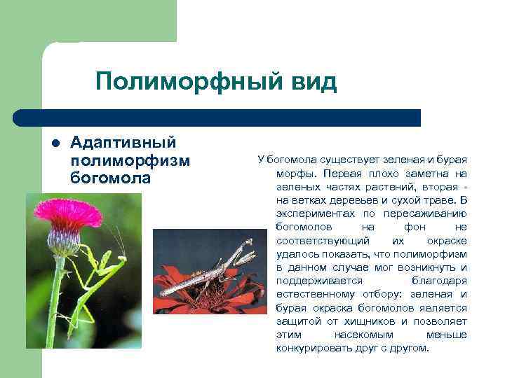 Полиморфный вид l Адаптивный полиморфизм богомола У богомола существует зеленая и бурая морфы. Первая