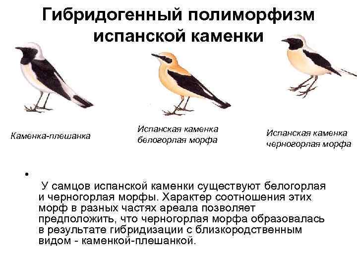 Гибридогенный полиморфизм испанской каменки Каменка-плешанка • Испанская каменка белогорлая морфа Испанская каменка черногорлая морфа