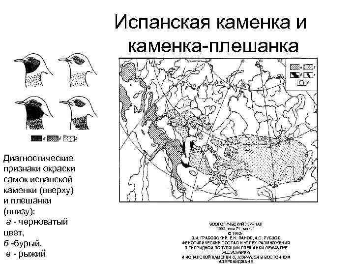 Испанская каменка и каменка-плешанка Диагностические признаки окраски самок испанской каменки (вверху) и плешанки (внизу):