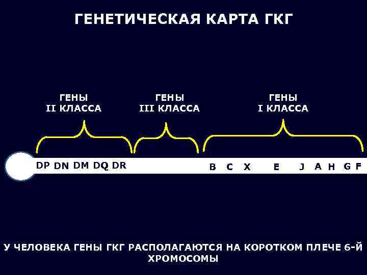    ГЕНЕТИЧЕСКАЯ КАРТА ГКГ   ГЕНЫ  II КЛАССА III КЛАССА