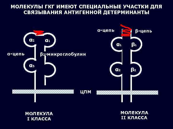  МОЛЕКУЛЫ ГКГ ИМЕЮТ СПЕЦИАЛЬНЫЕ УЧАСТКИ ДЛЯ СВЯЗЫВАНИЯ АНТИГЕННОЙ ДЕТЕРМИНАНТЫ    