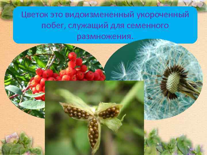 Цветок это видоизмененный укороченный побег, служащий для семенного    размножения.  