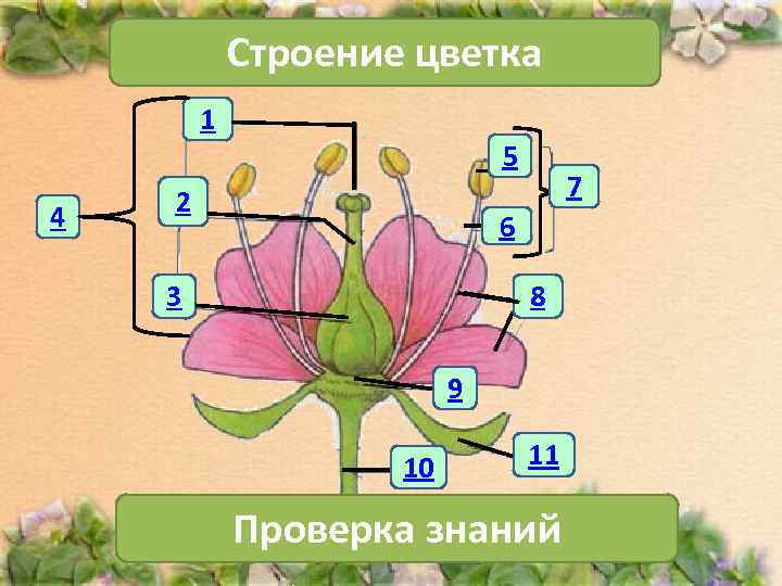   Строение цветка   1     5  